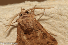 Agrotis lata