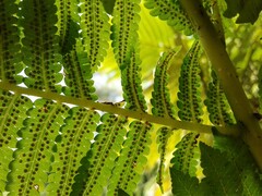 Cyathea atrovirens