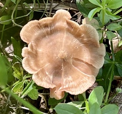 Mycetinis scorodonius