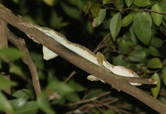 Anolis luteogularis