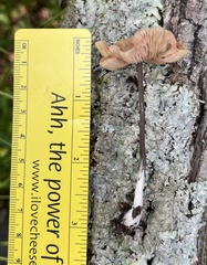 Mycetinis scorodonius