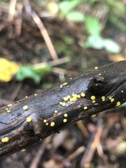 Dacrymyces capitatus