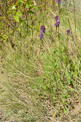 Penstemon procerus