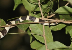 Tropidophis feicki