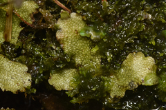 Conocephalum conicum