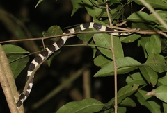 Tropidophis feicki