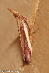 Polyocha strigosa
