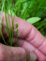 Carex spicata