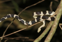 Tropidophis feicki
