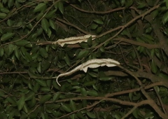 Anolis barbatus
