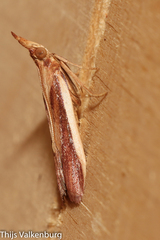 Polyocha strigosa