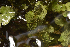 Conocephalum conicum