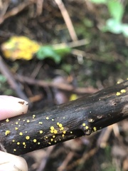 Dacrymyces capitatus