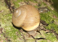 Zachrysia provisoria