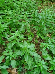 Parietaria officinalis