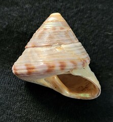 Calliostoma zizyphinum