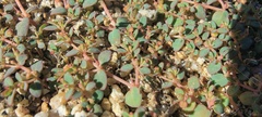 Euphorbia micromera