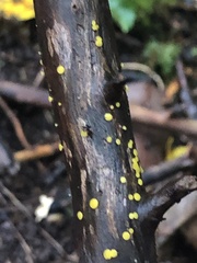 Dacrymyces capitatus