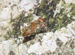 Camponotus conspicuus