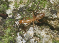 Camponotus conspicuus