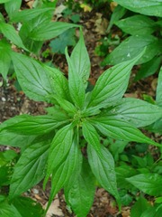 Parietaria officinalis