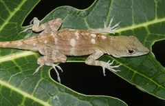 Anolis mestrei