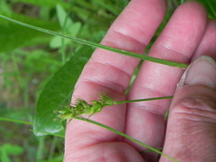 Carex spicata