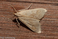 Mecyna asinalis