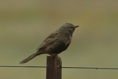 Cincloramphus cruralis