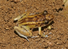 Eleutherodactylus
