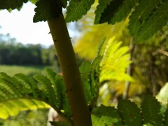 Cyathea atrovirens