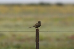 Cincloramphus cruralis