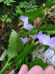 Campanula