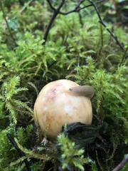 Russula grata