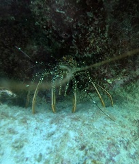 Panulirus guttatus