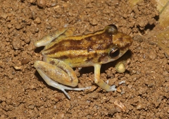 Eleutherodactylus
