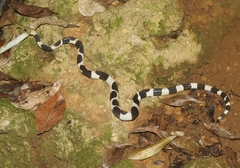 Tropidophis feicki