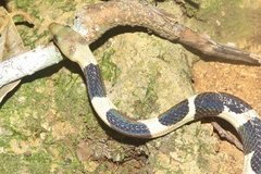 Tropidophis feicki