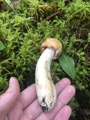 Russula grata