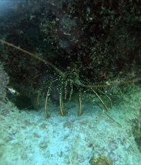 Panulirus guttatus