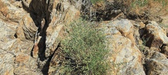 Baccharis brachyphylla