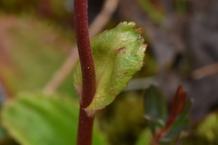 Leptarrhena pyrolifolia