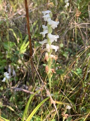Spiranthes cernua
