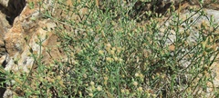 Baccharis brachyphylla