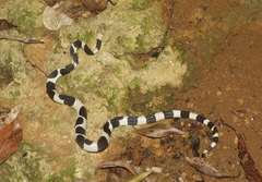 Tropidophis feicki