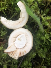 Russula grata