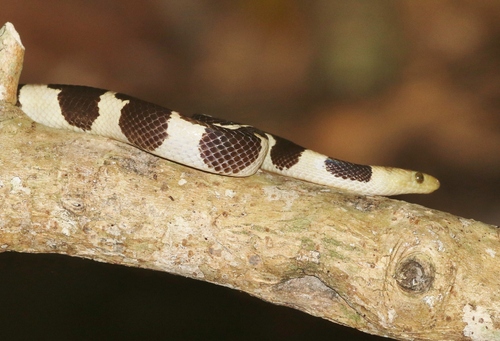 Photo of a Feick's Dwarf Boa (Tropidophis feicki)