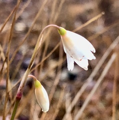 Acis autumnalis