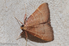 Hypsopygia incarnatalis