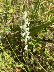 Spiranthes cernua